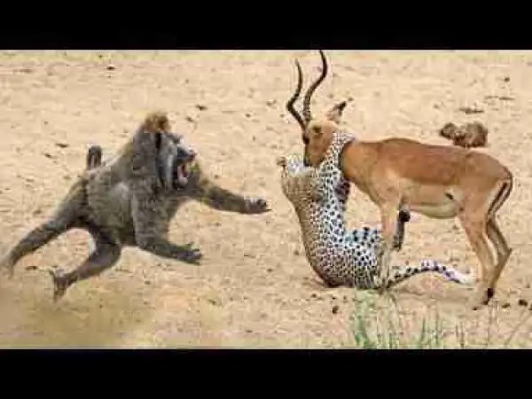 Video: Amazing Baboons Save Impala From Cheetah Attack In Africa.